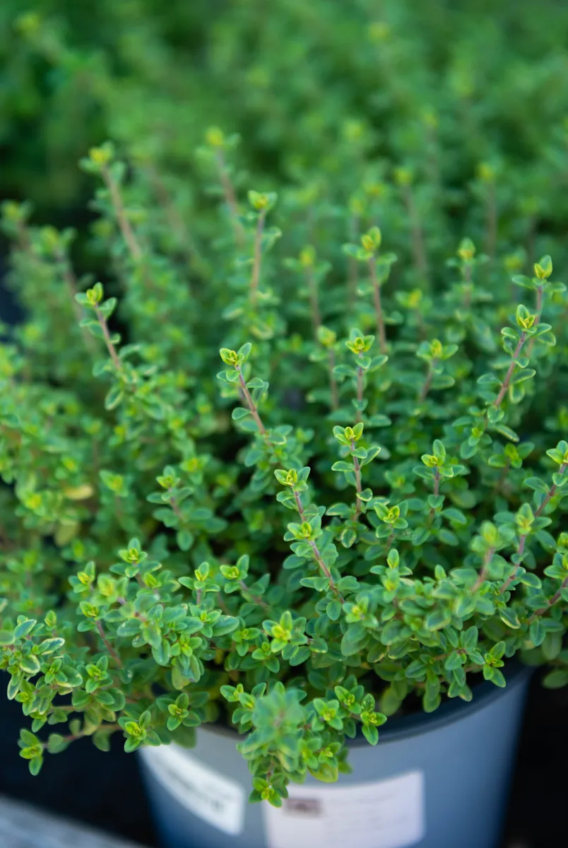 Harnessing Nature's Defenses: Plants That Naturally Repel Mosquitoes