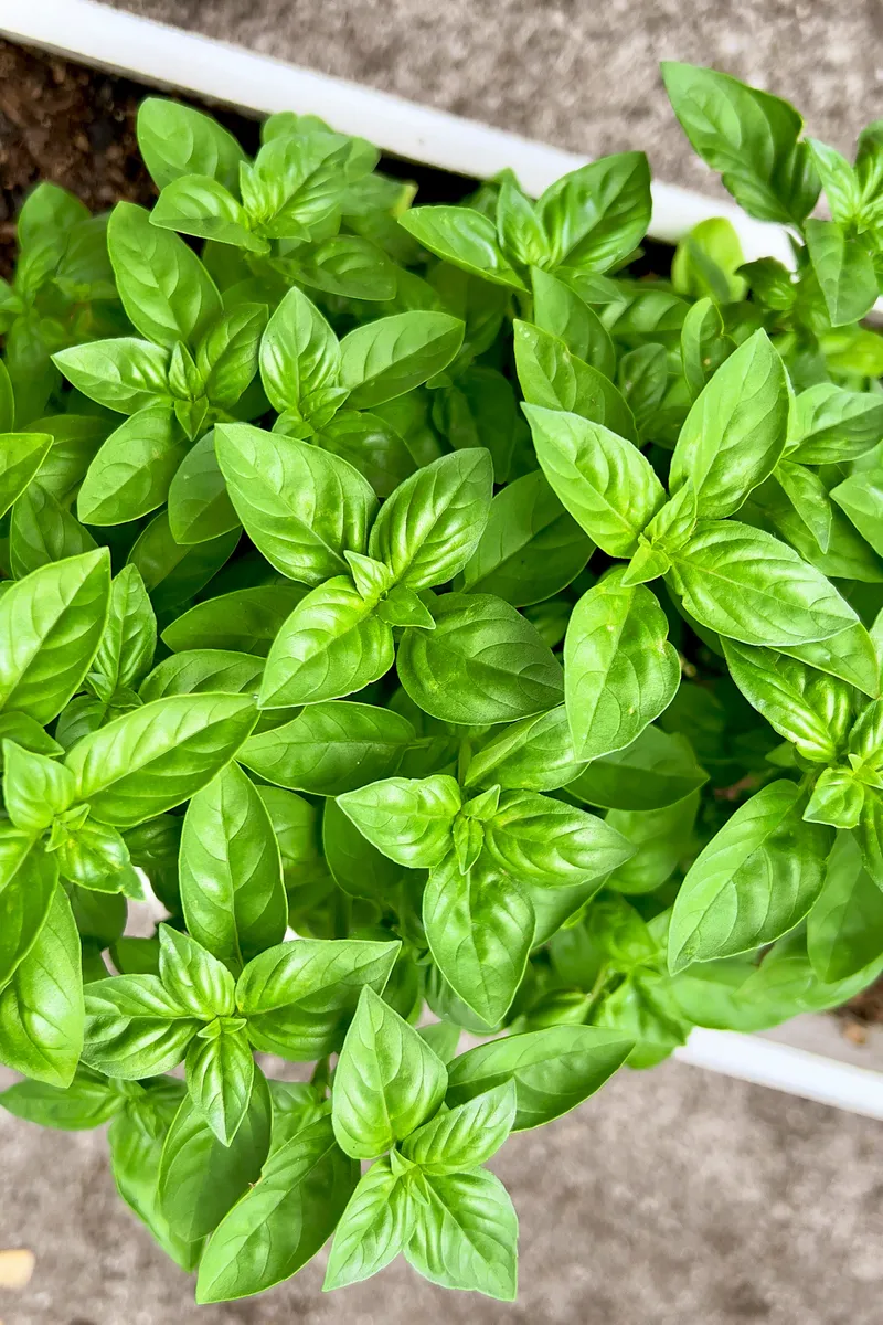 Harnessing Nature's Defenses: Plants That Naturally Repel Mosquitoes
