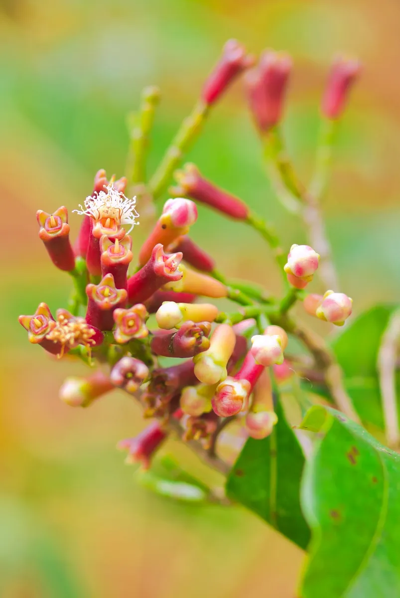 Harnessing Nature's Defenses: Plants That Naturally Repel Mosquitoes