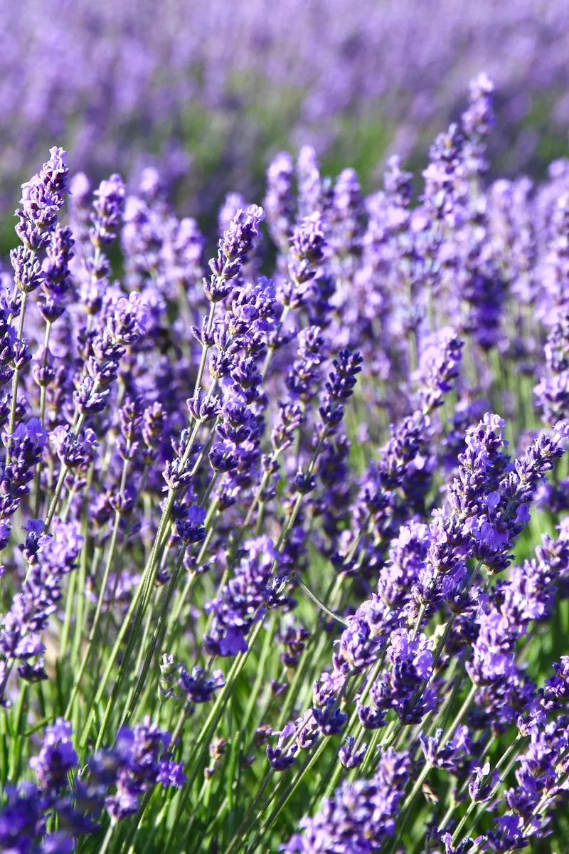 Harnessing Nature's Defenses: Plants That Naturally Repel Mosquitoes