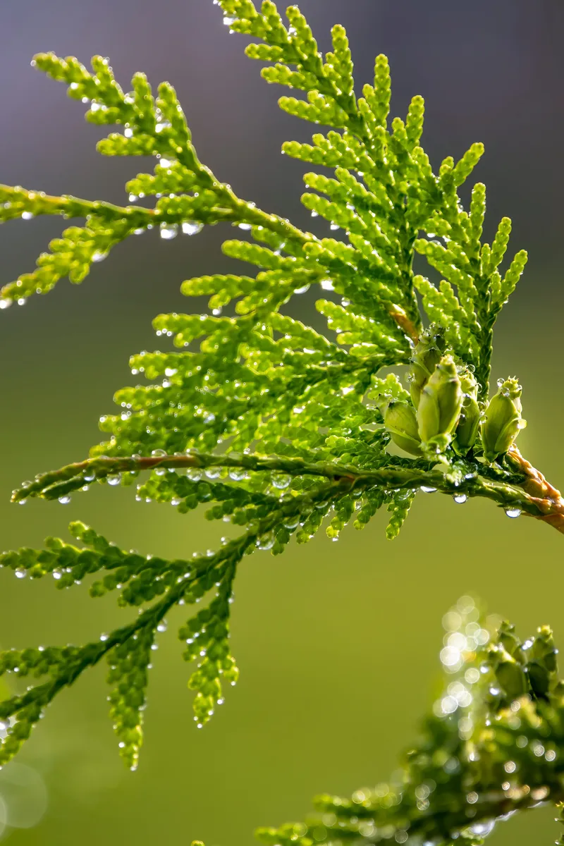 Harnessing Nature's Defenses: Plants That Naturally Repel Mosquitoes
