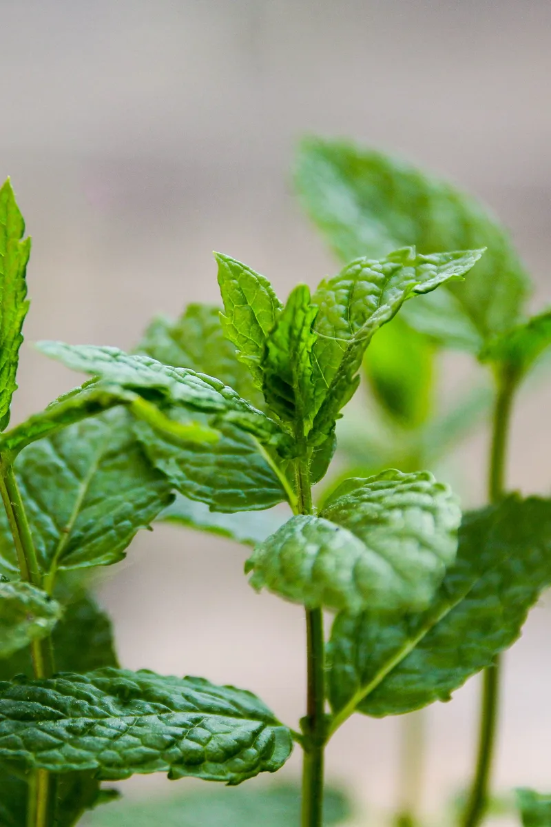 Harnessing Nature's Defenses: Plants That Naturally Repel Mosquitoes