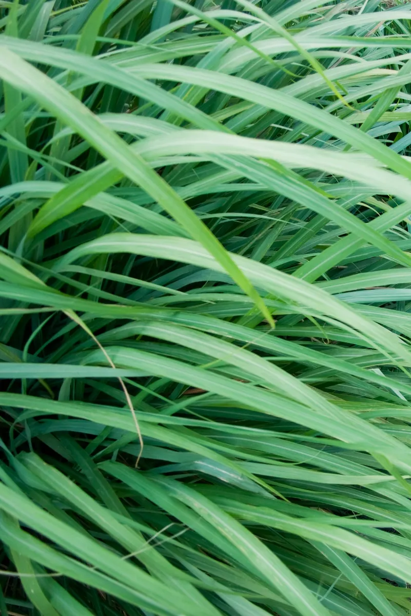 Harnessing Nature's Defenses: Plants That Naturally Repel Mosquitoes