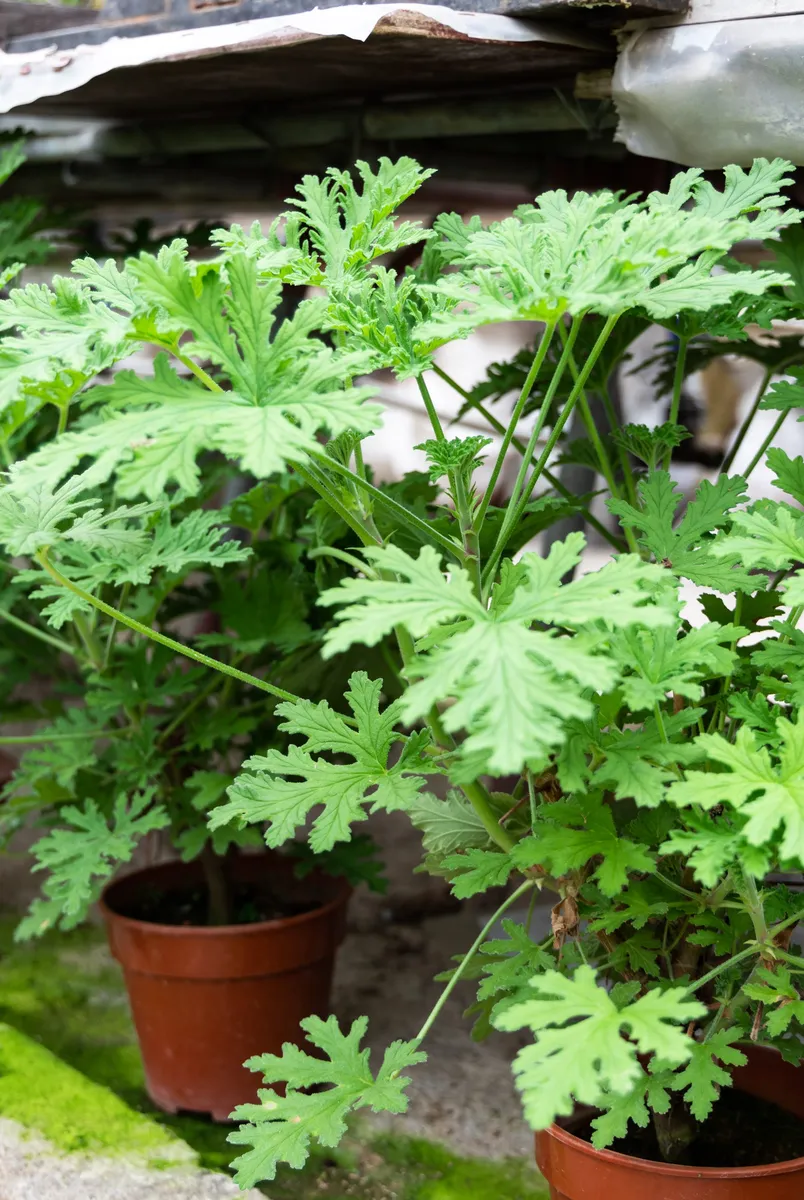 Harnessing Nature's Defenses: Plants That Naturally Repel Mosquitoes