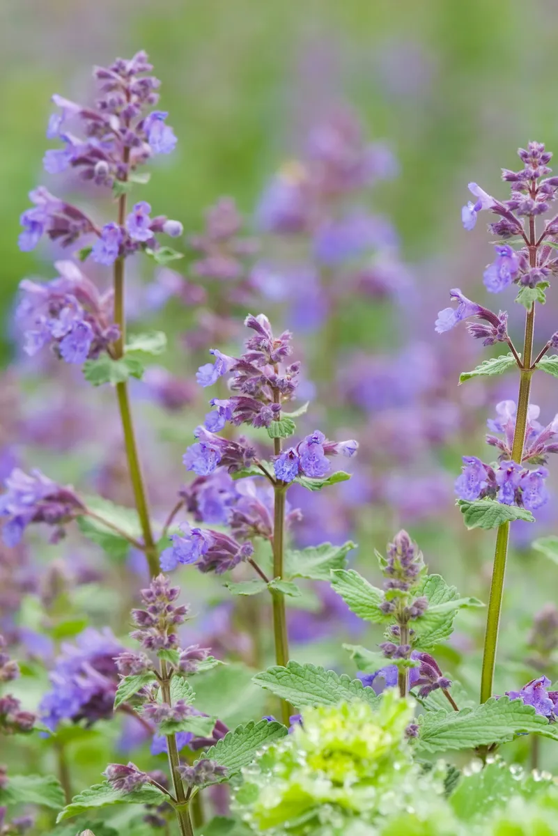 Harnessing Nature's Defenses: Plants That Naturally Repel Mosquitoes