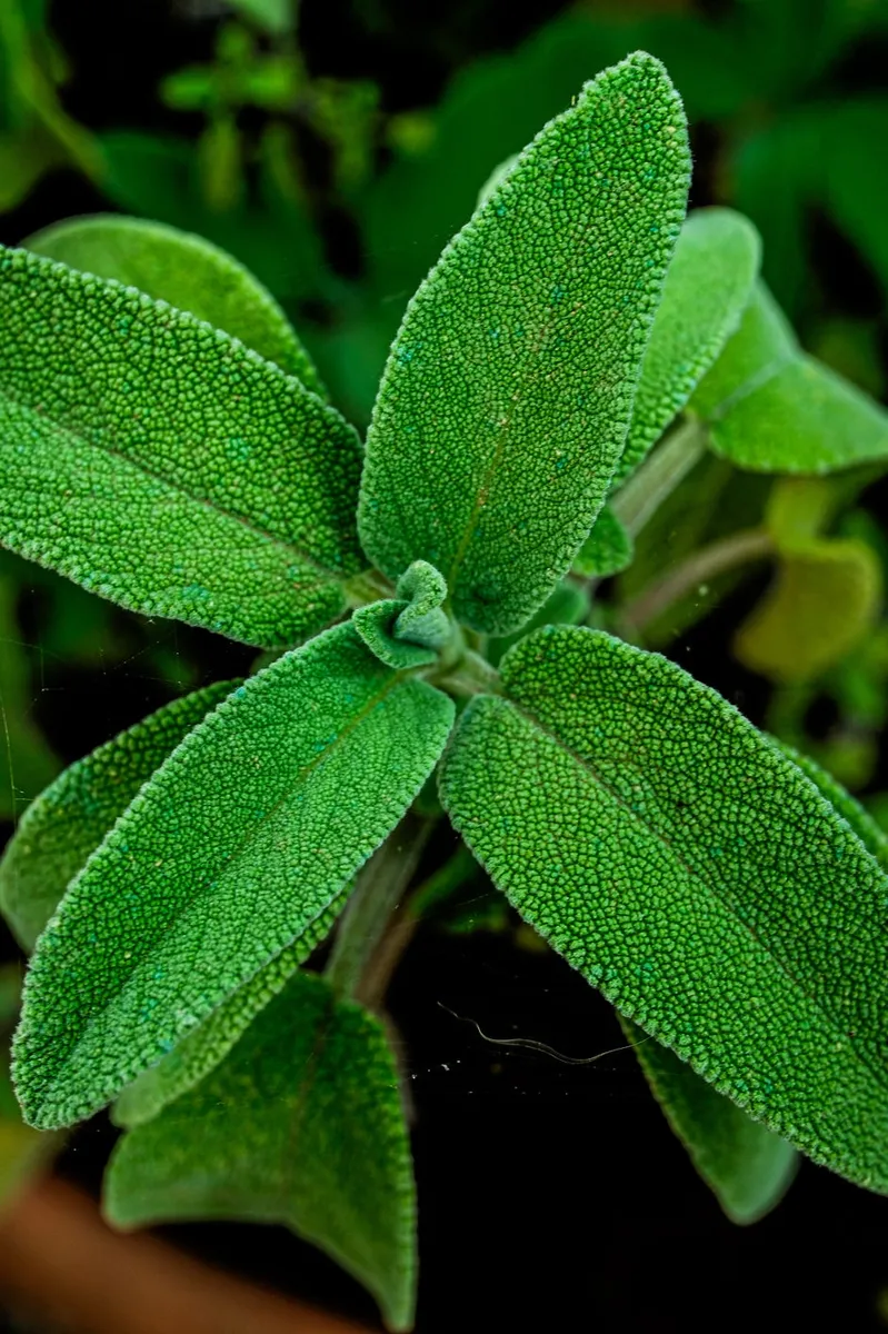 Harnessing Nature's Defenses: Plants That Naturally Repel Mosquitoes