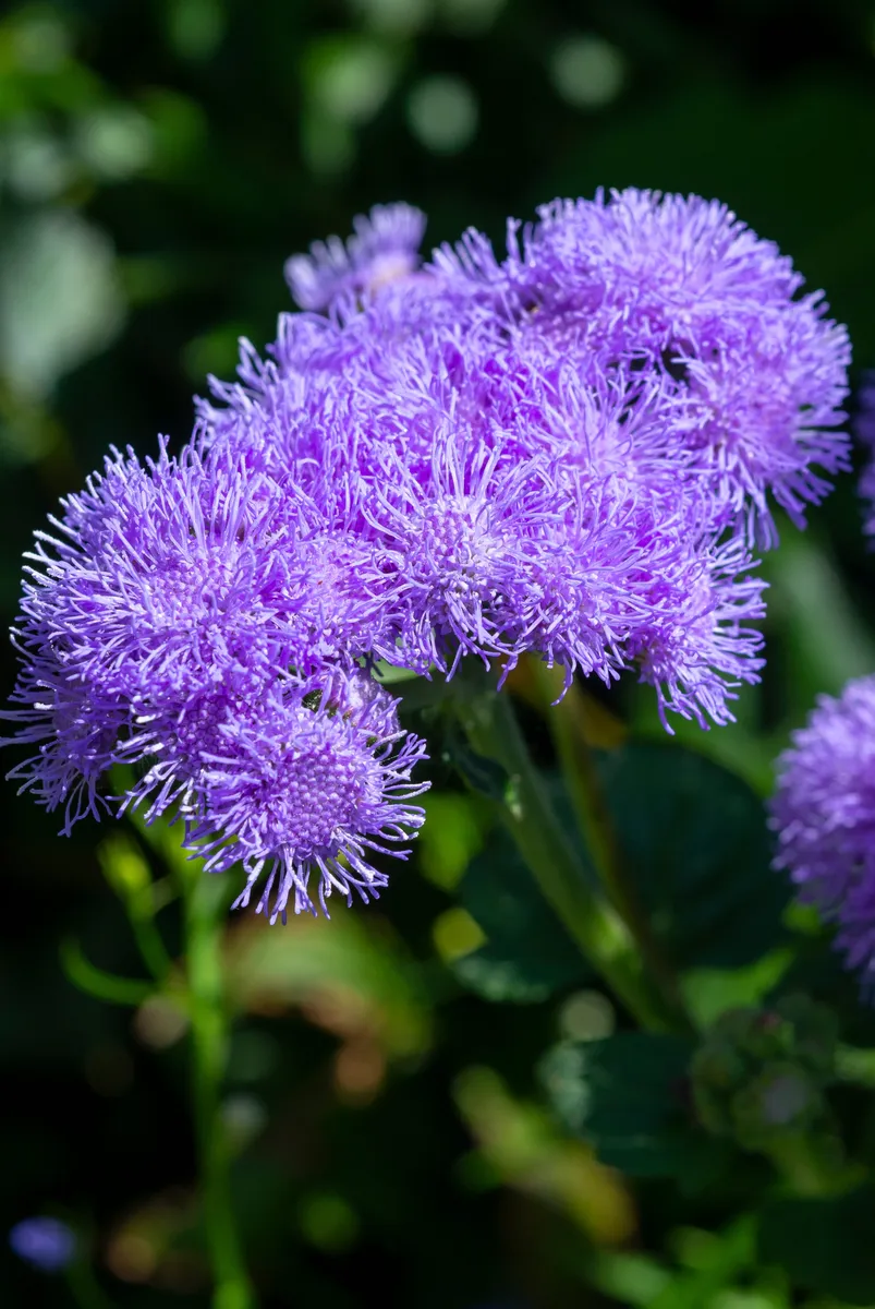 Harnessing Nature's Defenses: Plants That Naturally Repel Mosquitoes