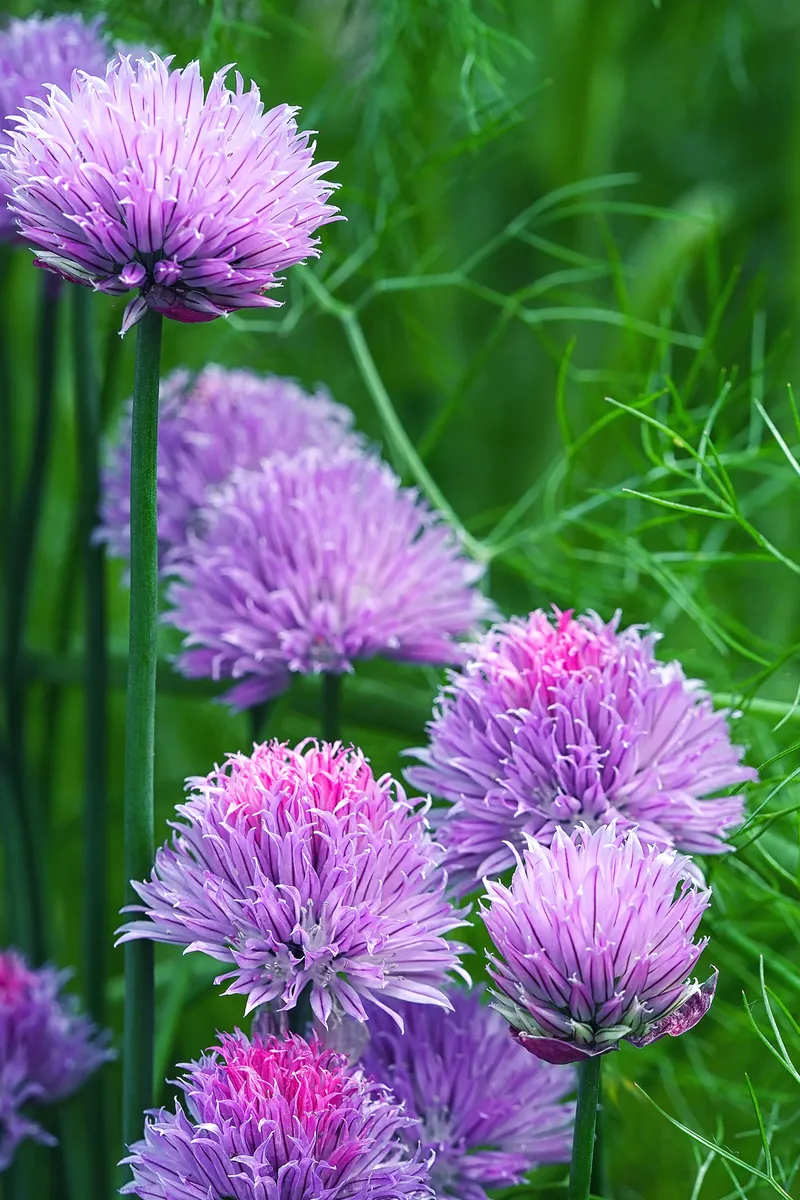 Harnessing Nature's Defenses: Plants That Naturally Repel Mosquitoes