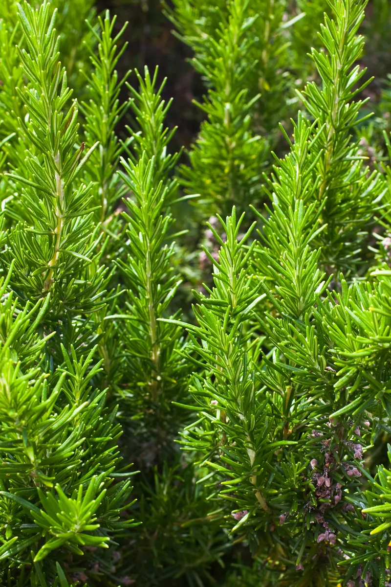 Harnessing Nature's Defenses: Plants That Naturally Repel Mosquitoes