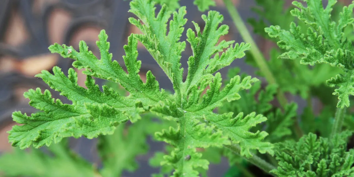 Harnessing Nature's Defenses: Plants That Naturally Repel Mosquitoes