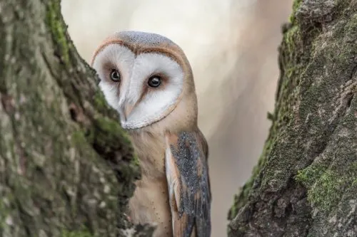 The Adorable Sound of an Owl Sneezing Captures Internet Attention