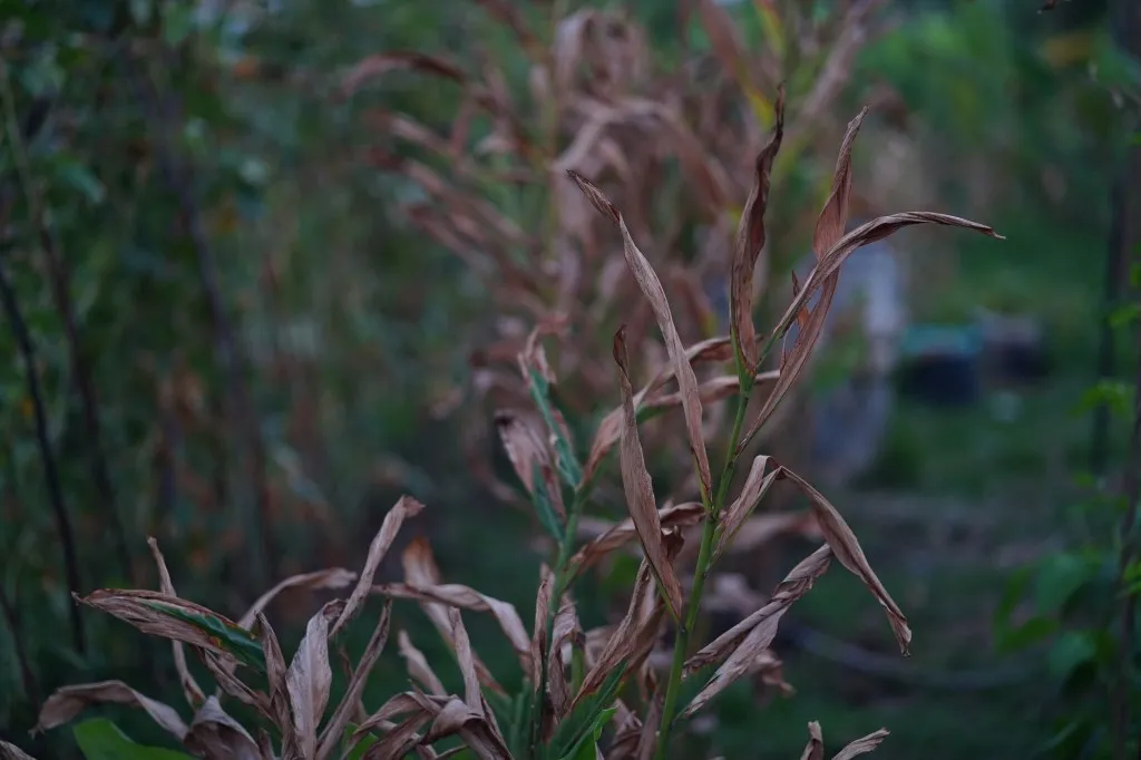 New Jersey Governor Declares Emergency After Freeze Devastates Crops Valued at $300 Million