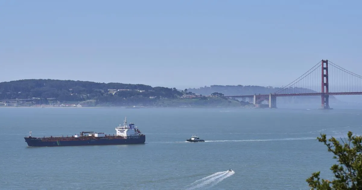 AI and Thermal Cameras Revolutionize Gray Whale Protection in San Francisco Bay