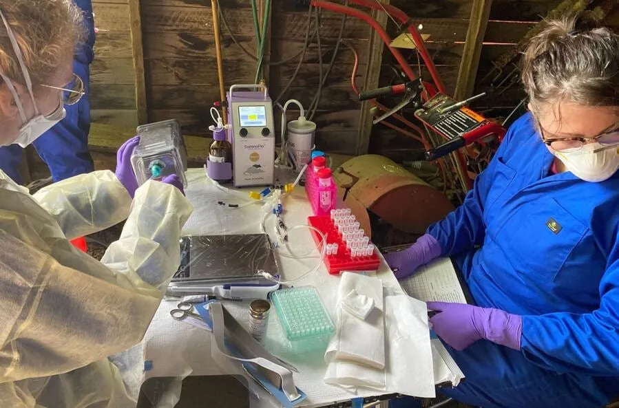 Sin Nombre Virus: High Prevalence and Genomic Diversity Found in Northwest Rodents