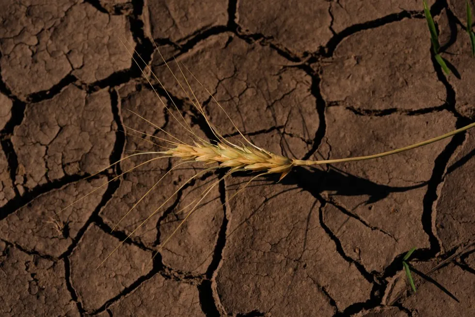 Kansas Wheat Farmers Battle Drought, Soaring Costs, and Uncertain Future