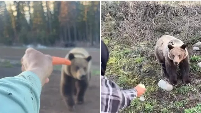 Bear Incidents in British Columbia Highlight Dangers of Human Feeding and Habituation