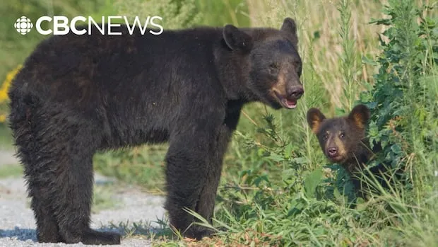 Bear Incidents in British Columbia Highlight Dangers of Human Feeding and Habituation
