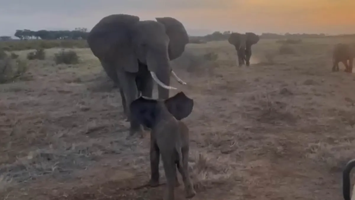 Lost Elephant Calf Joyfully Reunited with Herd in Kenyan Reserve