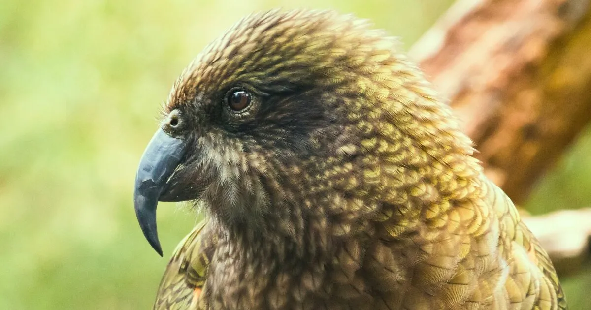 Disabled Kea Parrot Develops Unique 'Jousting' Technique to Maintain Dominance
