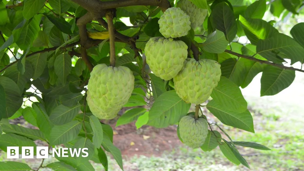 Custard Apple Cultivation Innovations Drive Agricultural Resilience and Export Growth