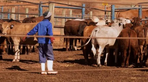 South Africa Grapples with Deepening Foot-and-Mouth Disease Outbreak Amidst Slow Vaccine Rollout
