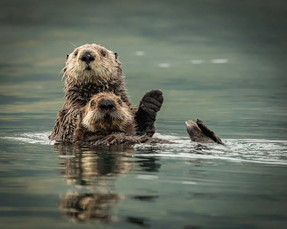Sea Otters: Masters of Fur Density and Survival