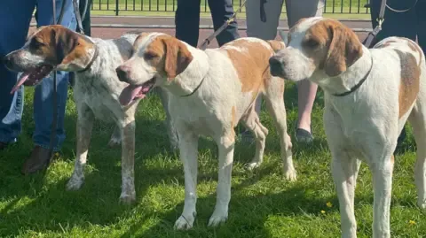 Northern Ireland Assembly Advances Bill to Ban Hunting with Dogs Amidst Fierce Debate