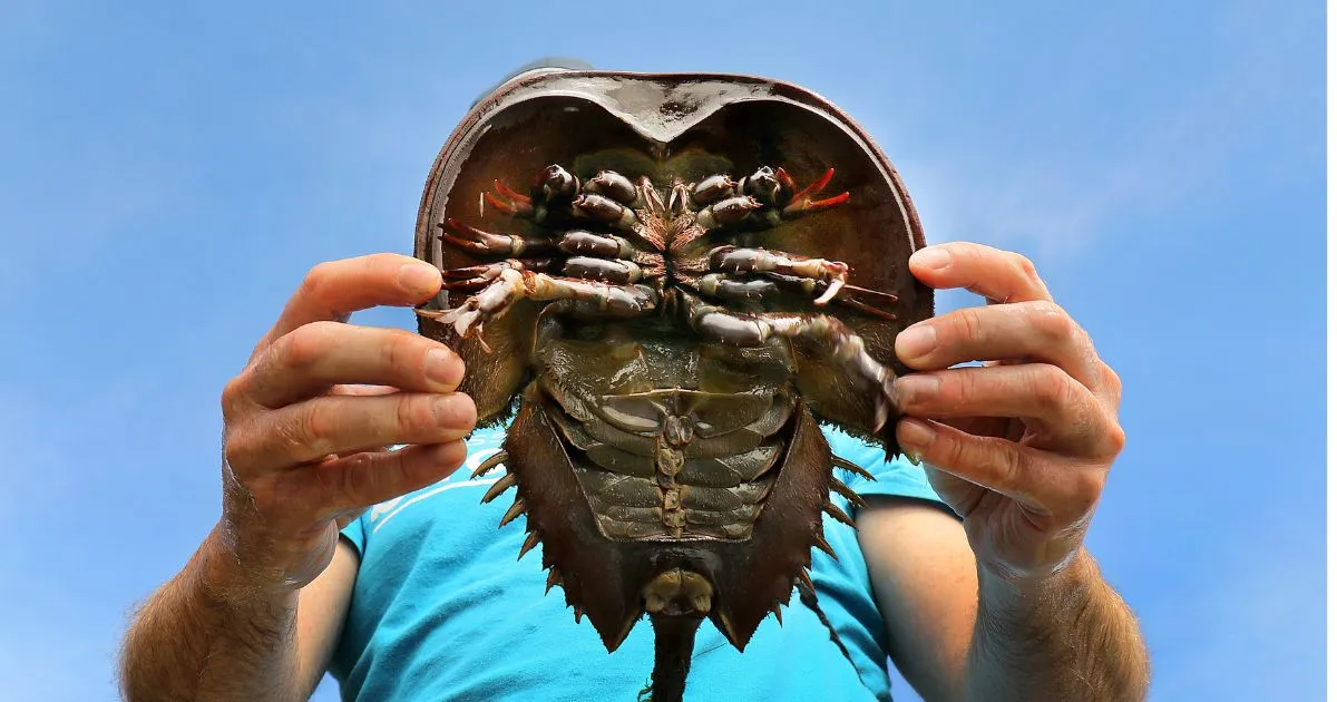 US Continues to Rely on Horseshoe Crab Blood Despite Synthetic Alternative