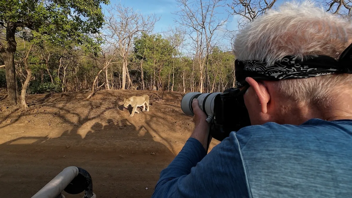 Capturing the Resilient Asiatic Lions of Gir: A Photographer's Behind-the-Scenes Journey
