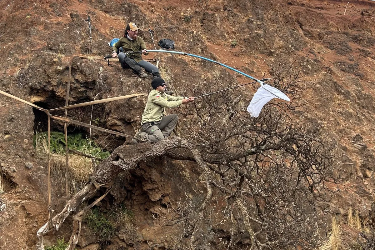 Last Known Specimen of Rare Tree Species Clinging to Cliffside, Sparks Urgent Seed Collection Effort