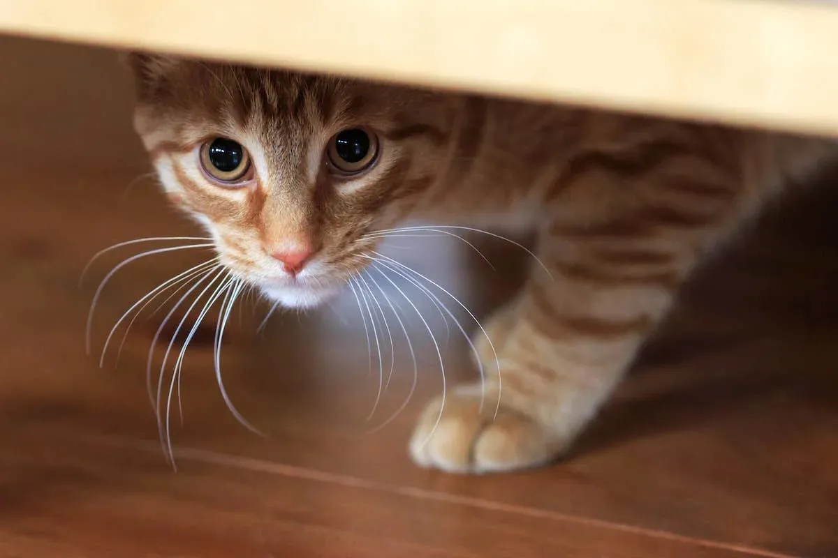 Senior Cat and Puppy Engage in Adorable Game of Hide-and-Seek