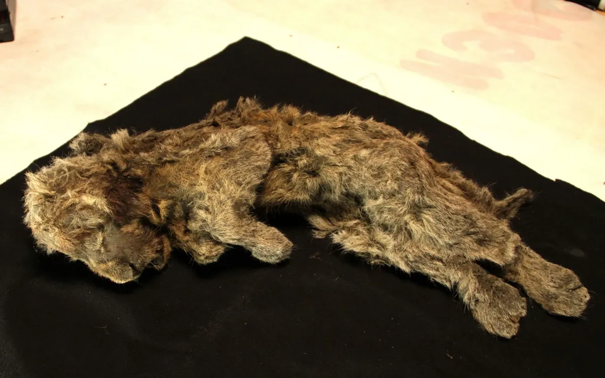 Ancient Cave Lions Revealed as Distinct Evolutionary Lineage, Not Just 'Bigger Lions'