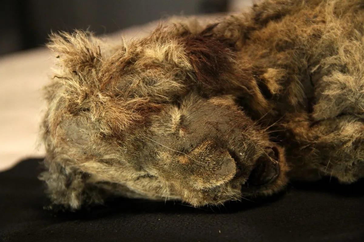 Ancient Cave Lions Revealed as Distinct Evolutionary Lineage, Not Just 'Bigger Lions'
