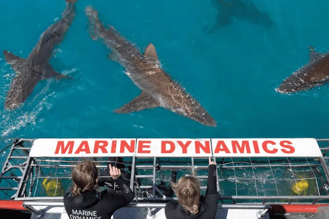 Great White Sharks Disappear from Gansbaai, South Africa, Raising Conservation Concerns
