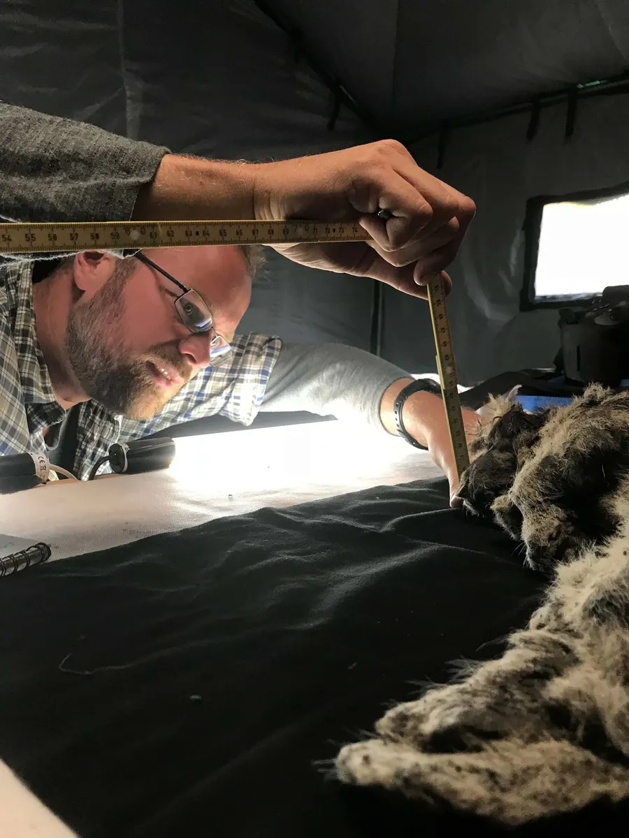 New DNA Study Reveals Cave Lions as Distinct Evolutionary Lineage
