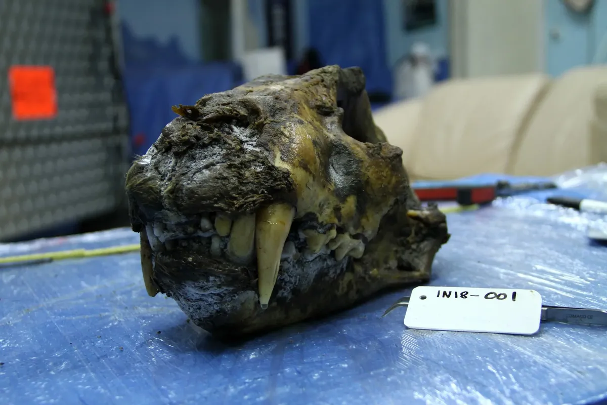 New DNA Study Reveals Cave Lions as Distinct Evolutionary Lineage