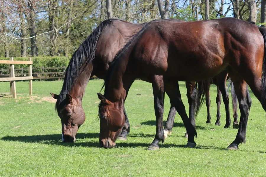 Redwings Horse Sanctuary Provides Update on Rescued Thoroughbreds Facing Health Challenges