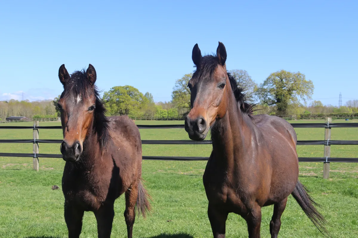 Redwings Horse Sanctuary Provides Update on Rescued Thoroughbreds Facing Health Challenges