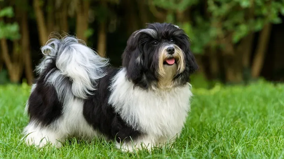 Top Dog Breeds Ideal for Senior Retirees Seeking Companionship