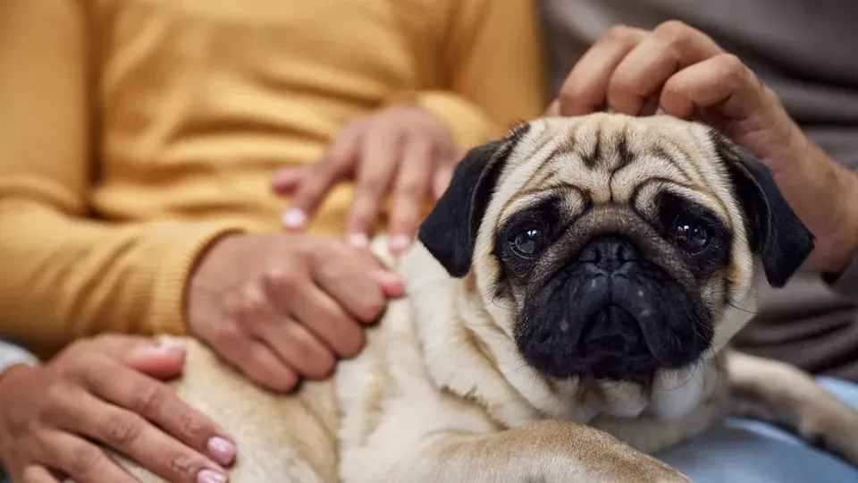 Top Dog Breeds Ideal for Senior Retirees Seeking Companionship