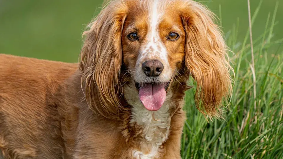 Top Dog Breeds Ideal for Senior Retirees Seeking Companionship