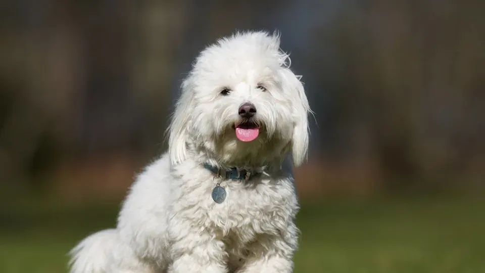 Top Dog Breeds Ideal for Senior Retirees Seeking Companionship