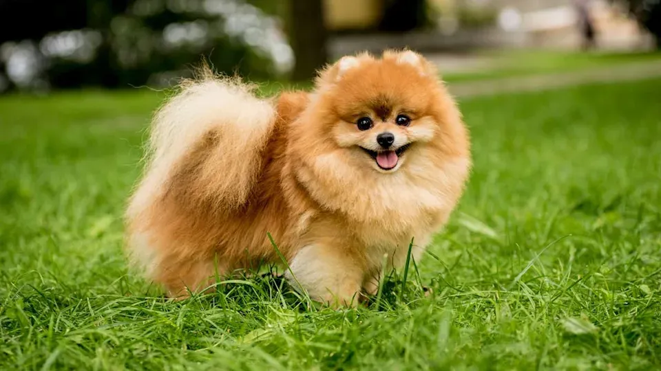 Top Dog Breeds Ideal for Senior Retirees Seeking Companionship