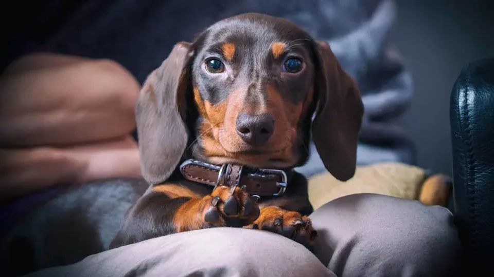Top Dog Breeds Ideal for Senior Retirees Seeking Companionship