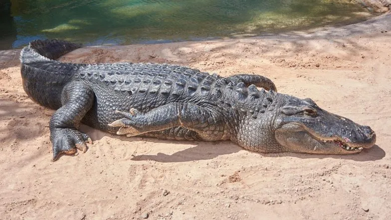 Florida Tourist Sues Wildlife Attraction Over Alleged Alligator Bite During 'Free Encounter'