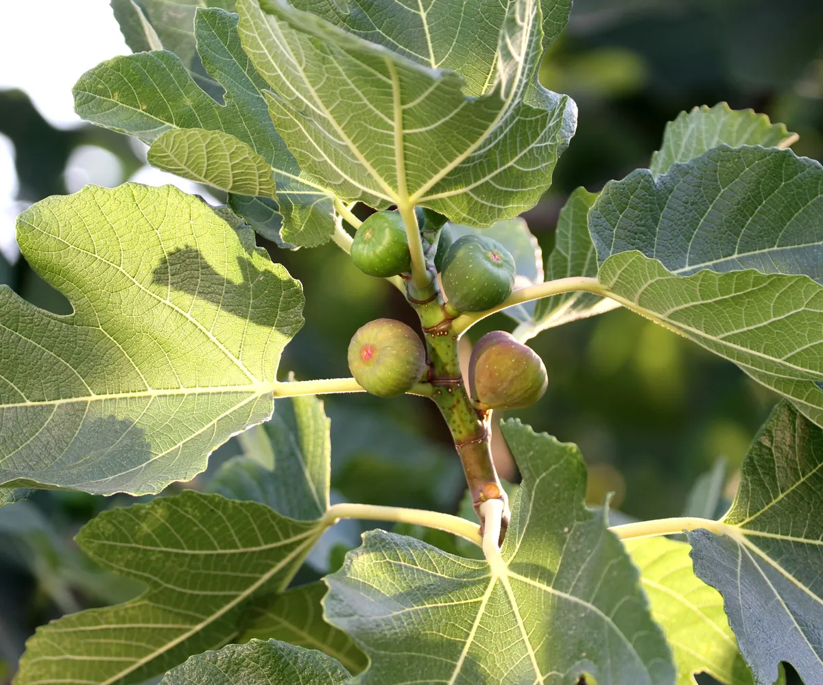 Encouraging Fig Trees to Fruit: Expert Advice on Sunlight, Pruning, and Fertilization