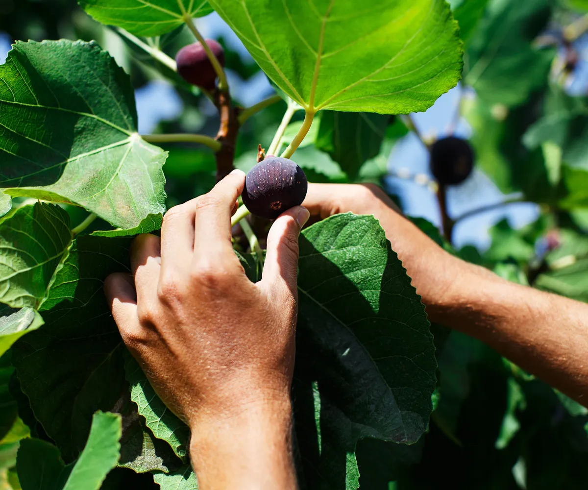 Encouraging Fig Trees to Fruit: Expert Advice on Sunlight, Pruning, and Fertilization