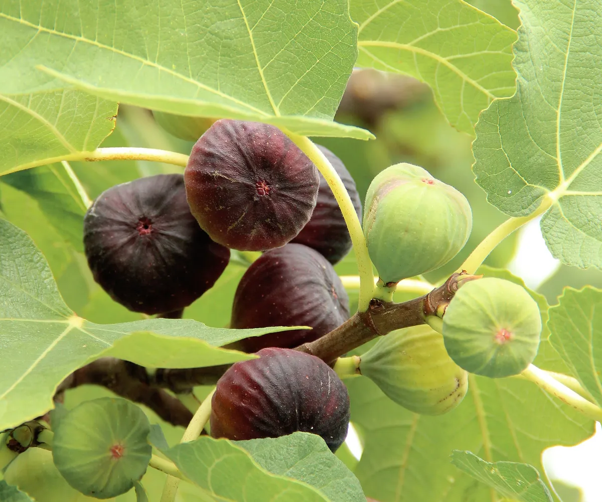 Encouraging Fig Trees to Fruit: Expert Advice on Sunlight, Pruning, and Fertilization