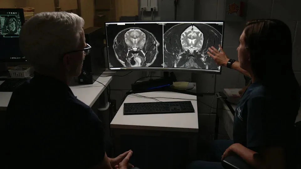 Ralph the Dog's Journey Illuminates Canine Cognitive Decline and Aging Research