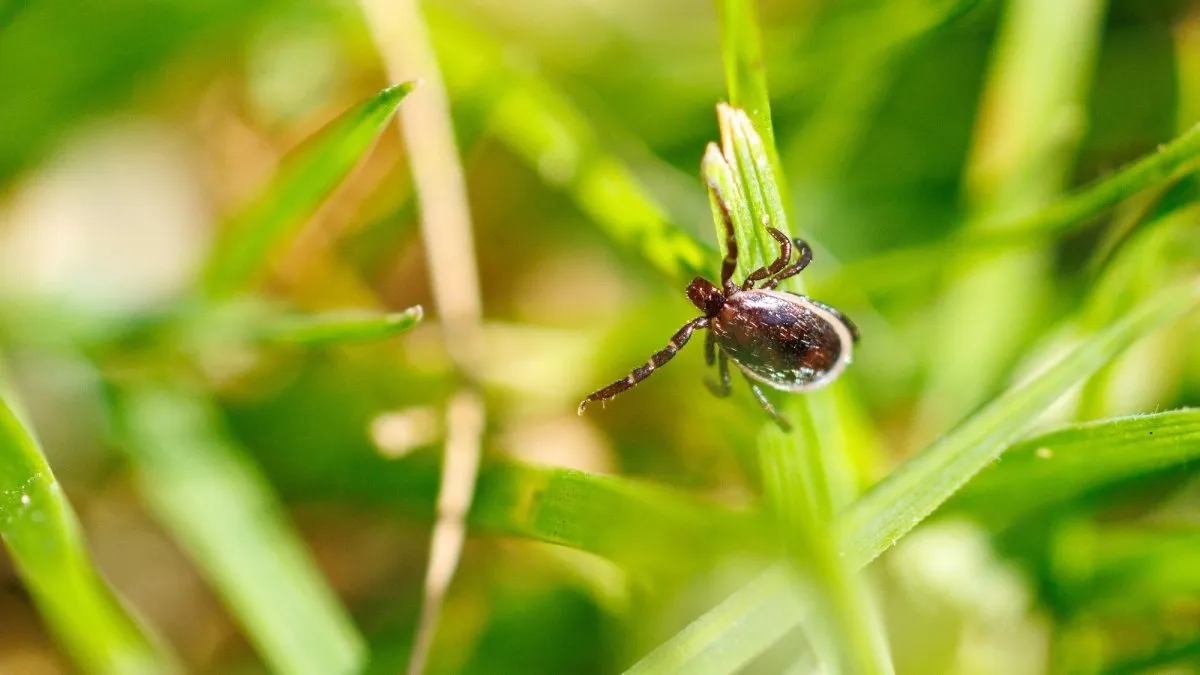 Understanding Tick Season: Risks, Prevention, and Myth Busting